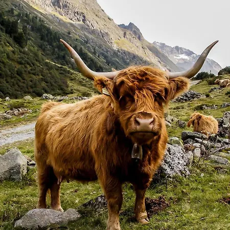 Daire Bergblick-pettneu *