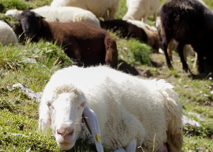 Bergblick-pettneu * 佩特诺伊阿尔贝格